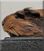 Leana the Peruvian Guinea Pig