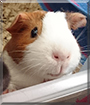 Rolly Polly the Guinea Pig