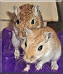 April, June the Gerbils