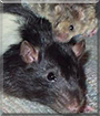 Cherio the Mouse, Scooter the Rat