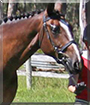 Charlie the Arabian Warmblood