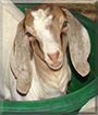 Zazou the Boer mix Goat