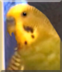 Pickles the Green Parakeet