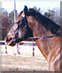 Abby the Quarter Horse