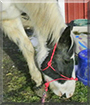 Sunny the Paint Horse