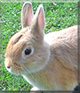 Strolchi the Dwarf mix Rabbit