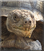 Leroy the African Spurred Tortoise