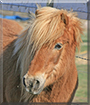 Charlie the Pony mix