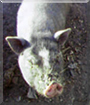 Priscilla the Potbellied Pig