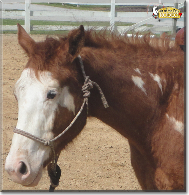 Rodeo the Paint Horse, Thoroughbred cross, the Pet of the Day