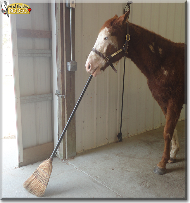 Rodeo the Paint Horse, Thoroughbred cross, the Pet of the Day
