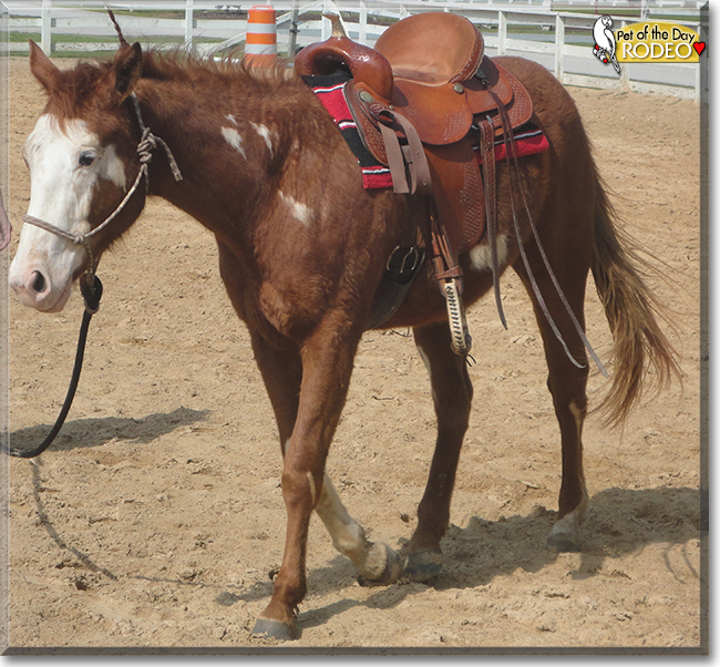 Rodeo the Paint Horse, Thoroughbred cross, the Pet of the Day