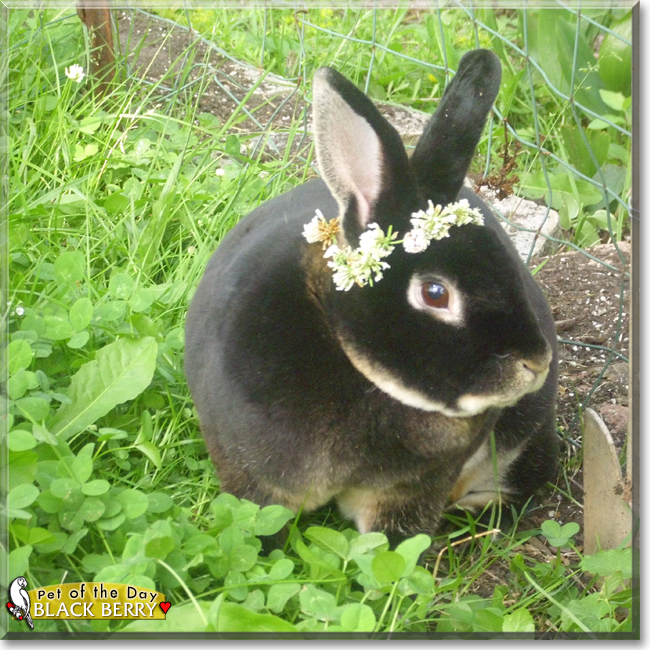 Black Berry the Rabbit, the Pet of the Day