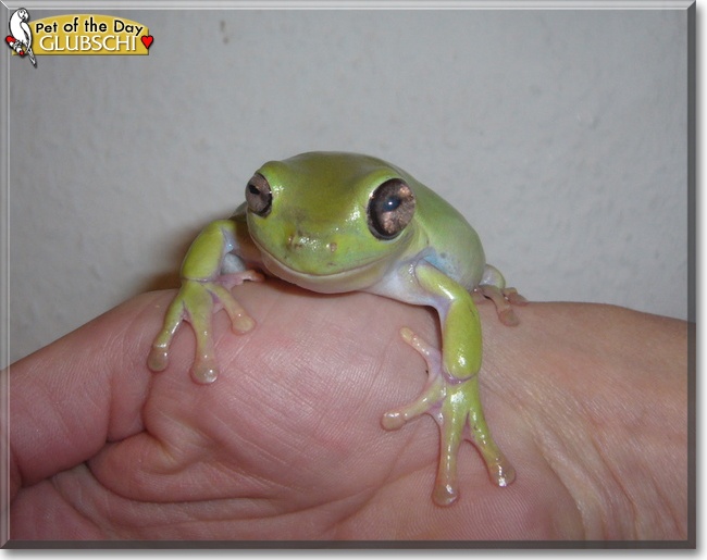 Glubschi the Australian Green Treefrog, the Pet of the Day