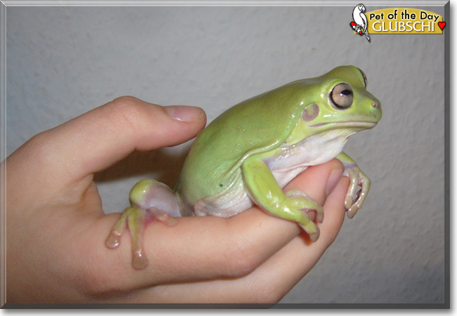 Glubschi the Australian Green Treefrog, the Pet of the Day