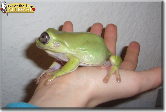 Glubschi the Australian Green Treefrog, the Pet of the Day