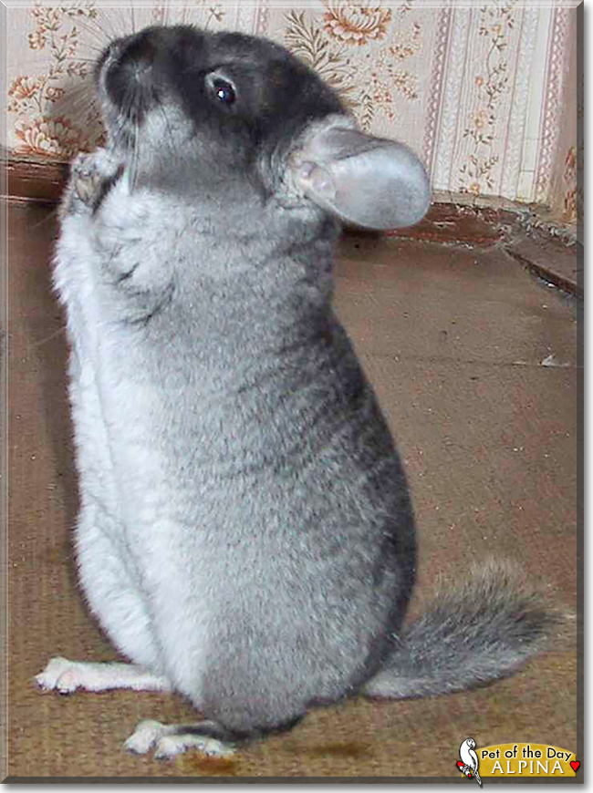 Alpina the Chinchilla, the Pet of the Day