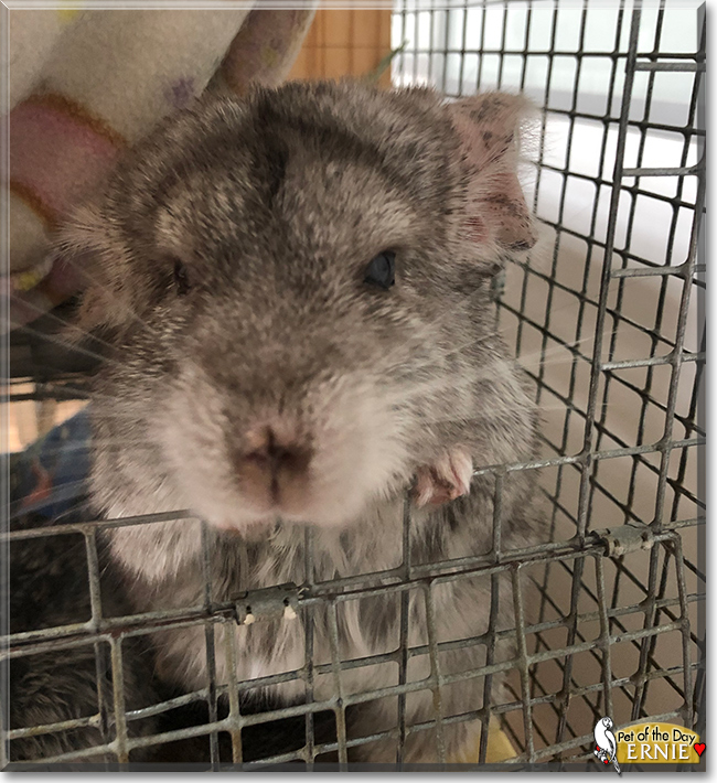 Ernie the Chinchilla, the Pet of the Day