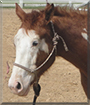 Rodeo the Paint Horse, Thoroughbred cross