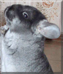 Alpina the Chinchilla