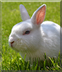 Buddy the Rabbit