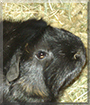 Mops the Guinea Pig