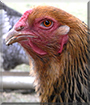 Scale the Brahma Chicken