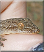 Charlie the Gecko, the Pet of the Day