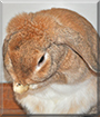 Raito the Miniature Lop Rabbit