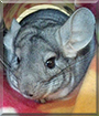Blueberry the Chinchilla