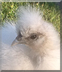 Puppy the Silkie Chicken