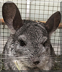 Reggie the Chinchilla