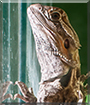 Edek the Agama Lizard