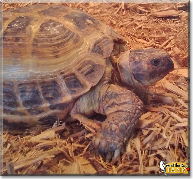 Tank the Russian Tortoise, the Pet of the Day