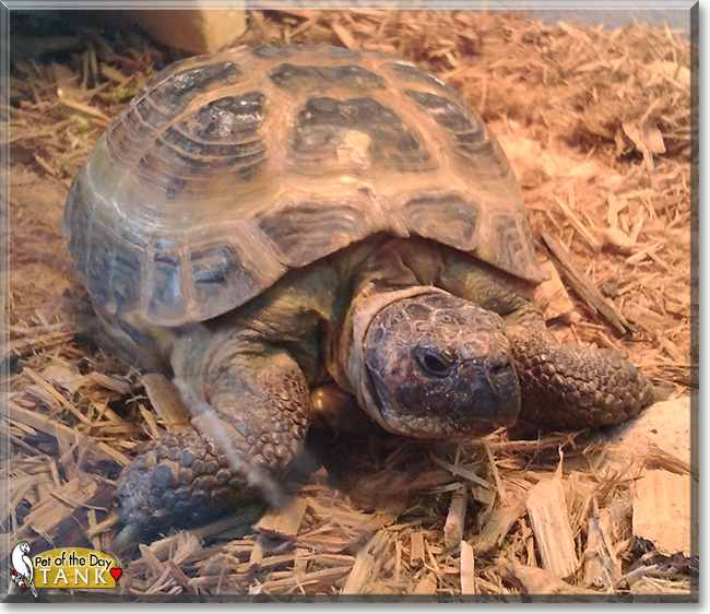 Tank the Russian Tortoise, the Pet of the Day