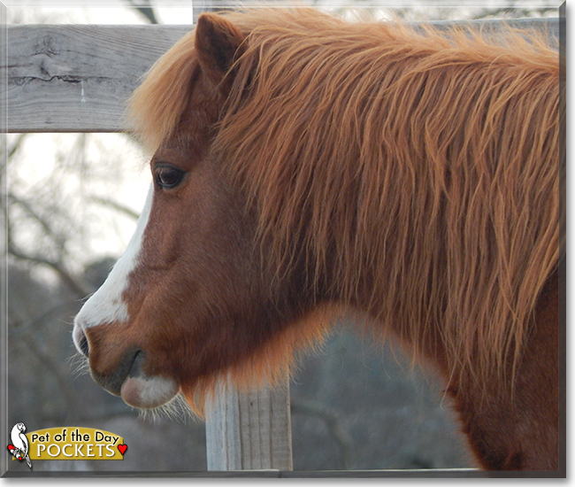 Pockets the Miniature Horse, the Pet of the Day