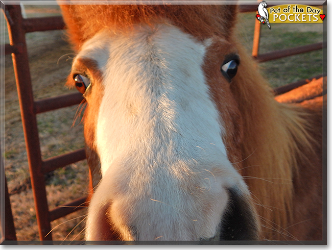 Pockets the Miniature Horse, the Pet of the Day