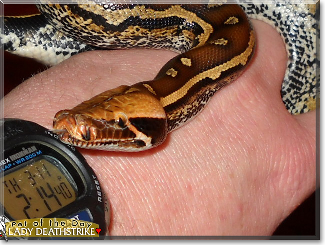Lady Deathstrike the Borneo Short-tail Python, the Pet of the Day