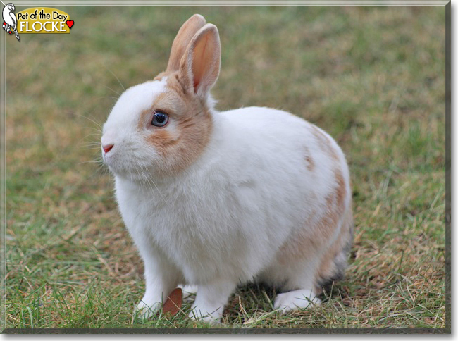 Flocke the Dwarf Rabbit, the Pet of the Day
