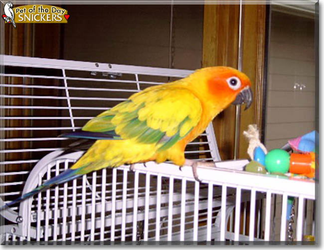 Snickers the Sun Conure, the Pet of the Day