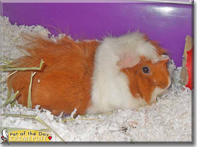 Cremepuff the Abyssinian Guinea Pig, the Pet of the Day