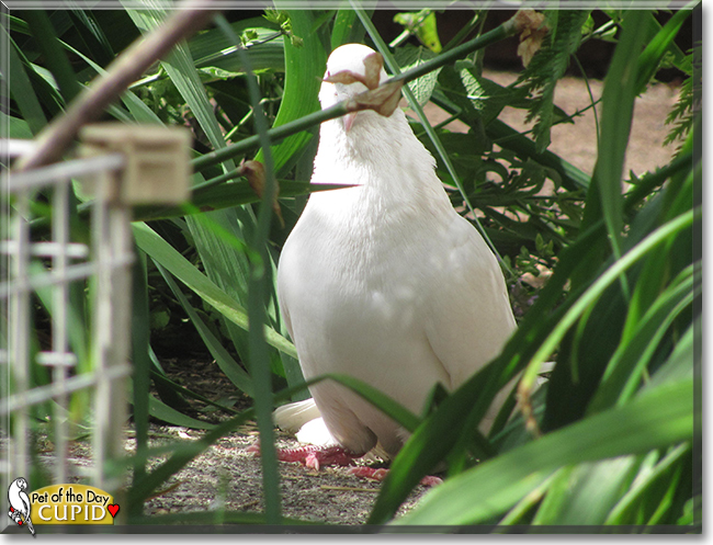 Cupid the Wedding Dove, the Pet of the Day