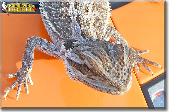 Leo the II the Bearded Dragon, the Pet of the Day
