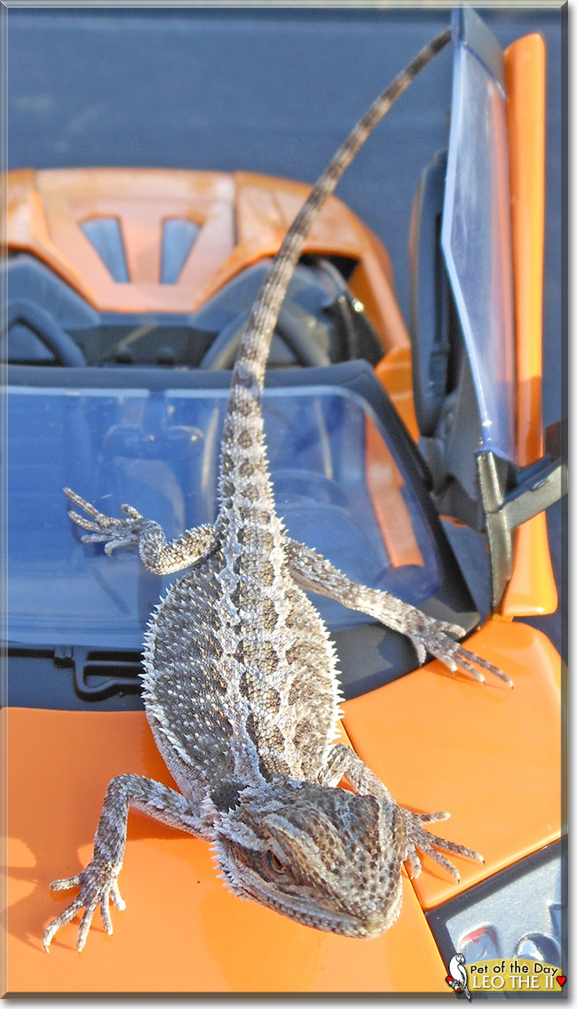 Leo the II the Bearded Dragon, the Pet of the Day