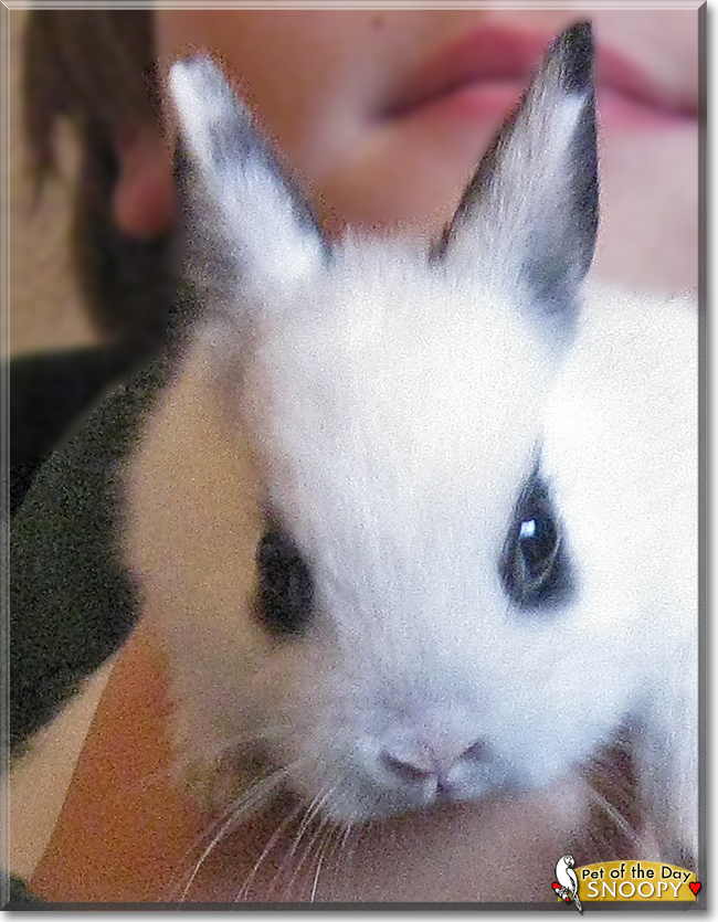 Snoopy the Dwarf Rabbit, the Pet of the Day