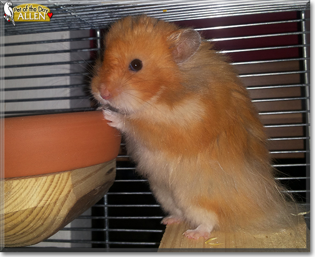 Allen the Hamster, the Pet of the Day