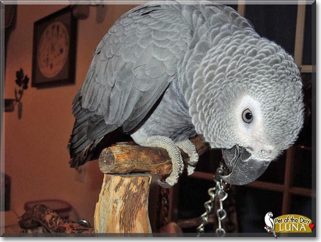 Luna the Congo African Grey, the Pet of the Day
