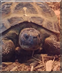 Tank the Russian Tortoise