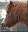 Pockets the Miniature Horse