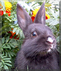 Shadow the Netherland Dwarf Rabbit